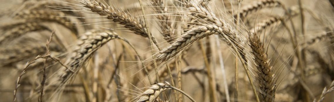 Your Family’s Daily Bread