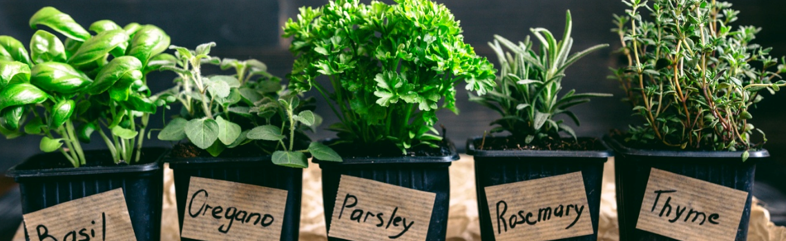 Encouraging you to plant an Herb Garden
